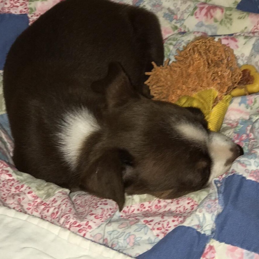 My fur babies and others. Lol. - Picture 15 of 15